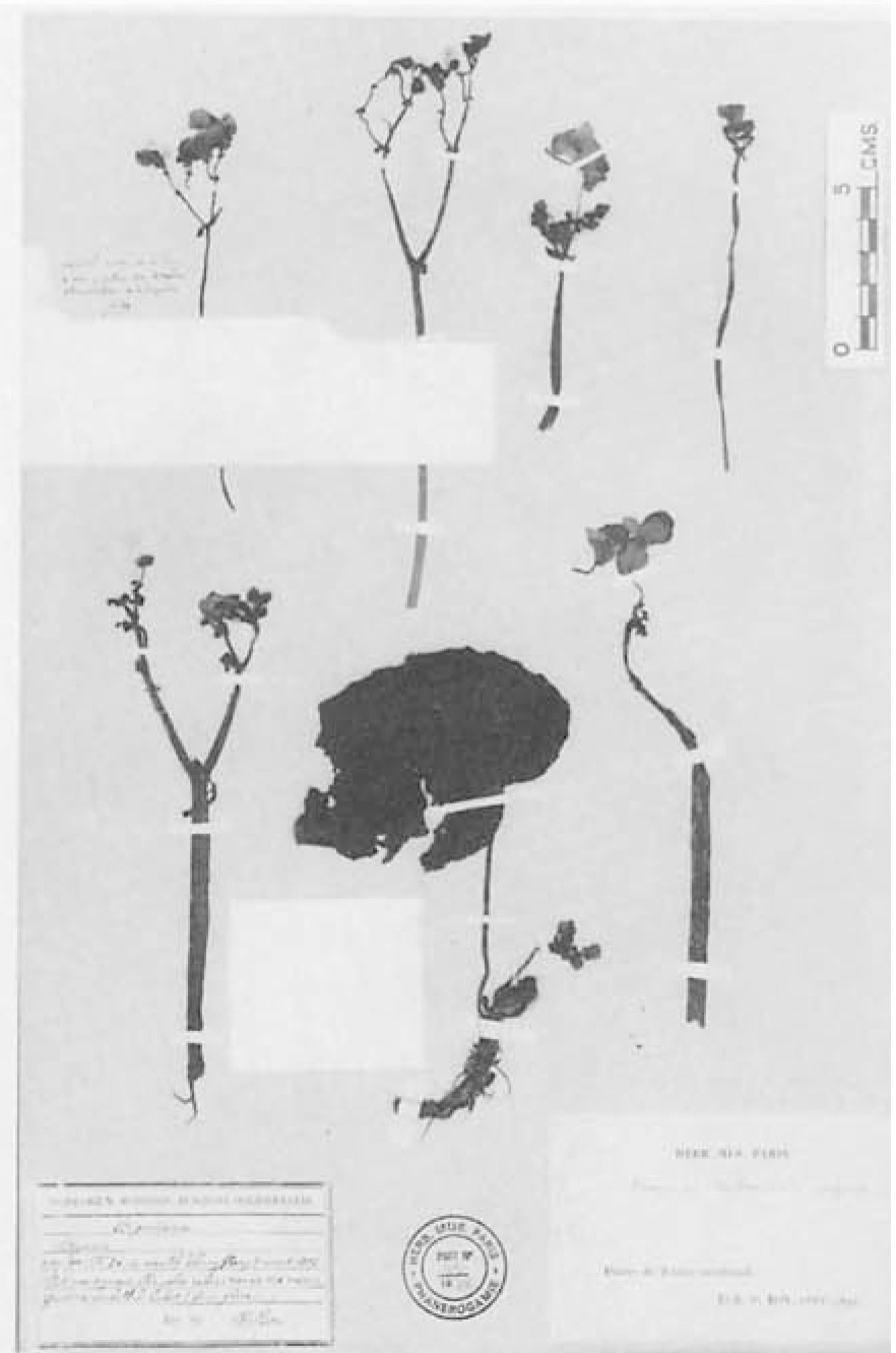 B. tonkinensis